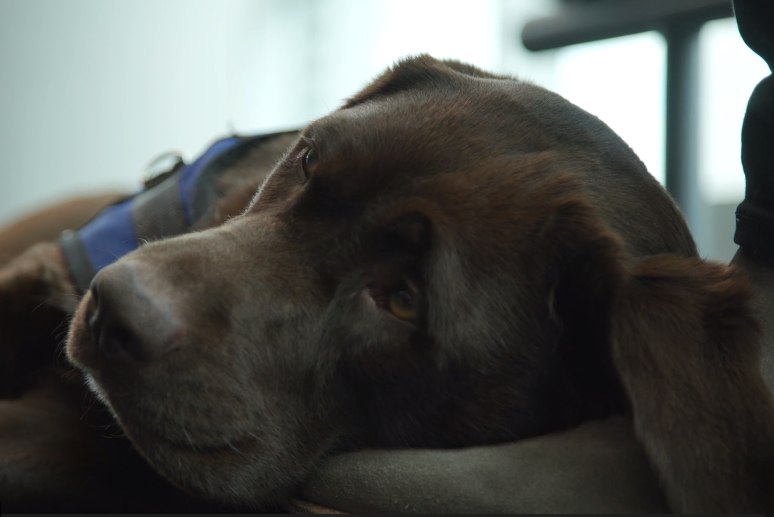 Meet Lucy the Court Support Dog